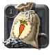 Carrot Seeds