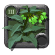 Brightleaf Comfrey