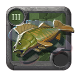 Albion Perch