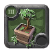 Chestnut Bonsai