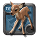 Adept's Fawn